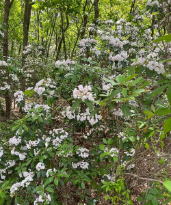 山上白灰土养花