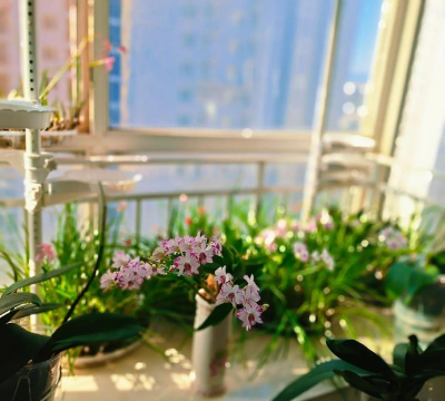 家庭养花用生根粉