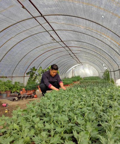 家庭养花用生根粉