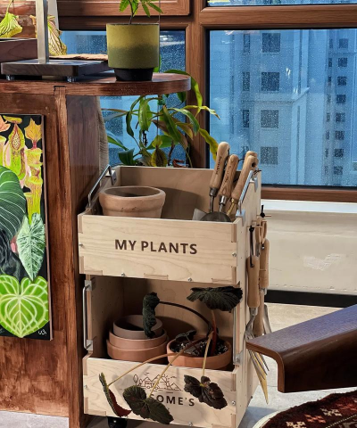 家庭养花用生根粉