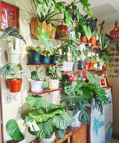 家庭养花用生根粉