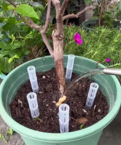 家庭养花用生根粉