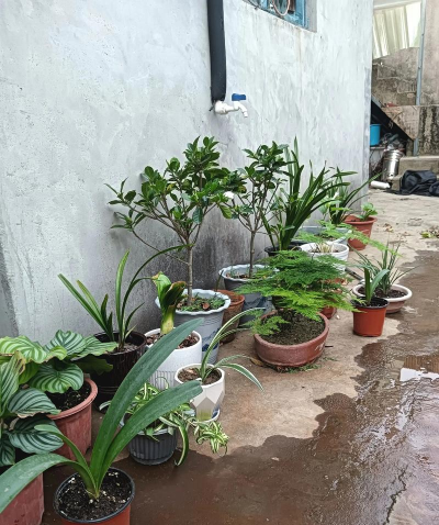 家庭养花用生根粉