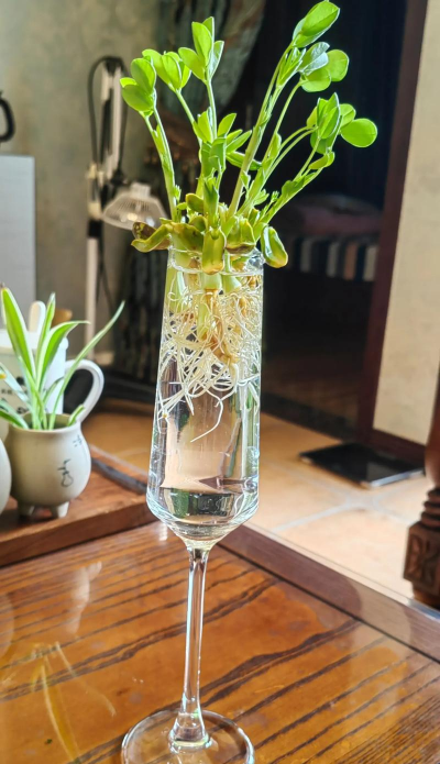 家庭养花用生根粉