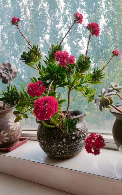 家庭养花用生根粉