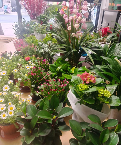 家庭养花用生根粉