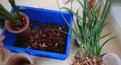 家庭养花用生根粉