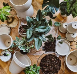 家庭养花用生根粉