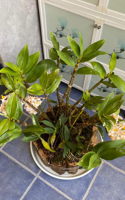 家庭养花用生根粉