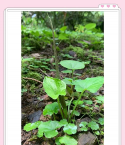 什么尖叶草有毒