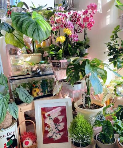 家庭养花用生根粉