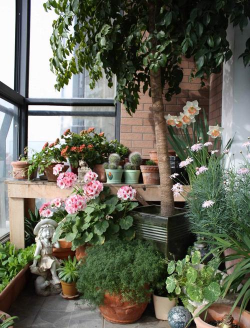 家庭养花用生根粉