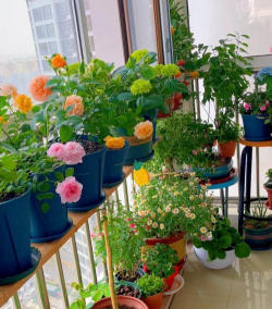 家庭养花用生根粉