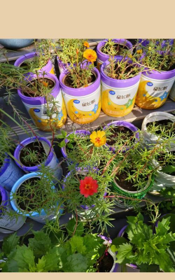 家庭养花用生根粉