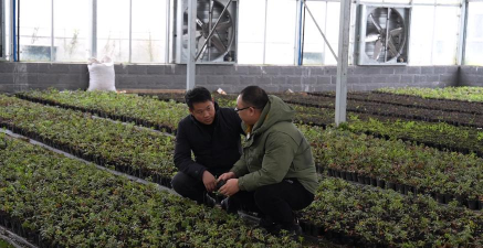 家庭养花用生根粉