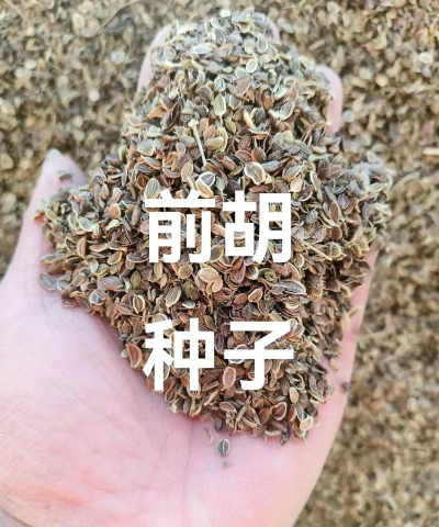 前胡怎么留种子