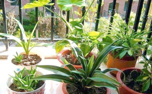 家庭养花用生根粉