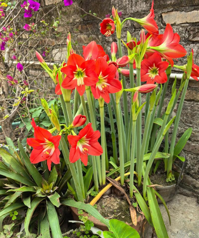 家庭养花用生根粉