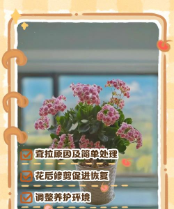 家庭养花用生根粉