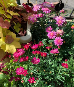 北方室外养花草