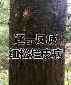 红松烂皮病的症状及防治方法