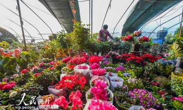 家庭养花用生根粉