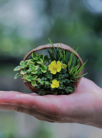 家庭养花用生根粉