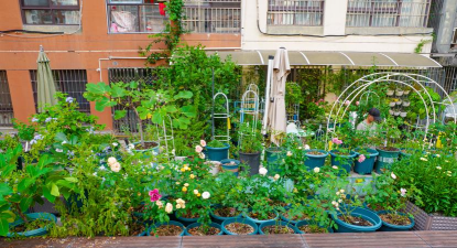 家庭养花用生根粉