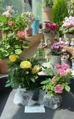 家庭养花用生根粉