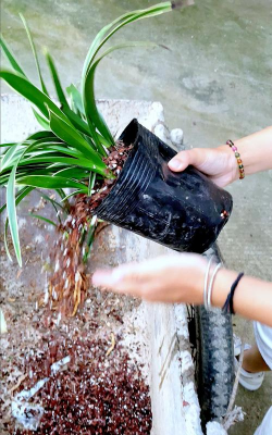 家庭养花用生根粉