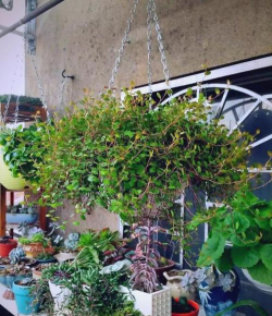 家庭养花用生根粉