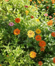 家庭养花用生根粉