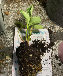 家庭养花用生根粉