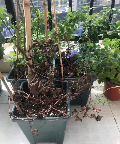 家庭养花用生根粉