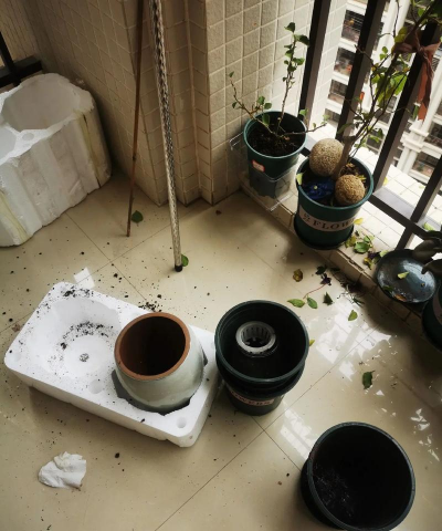 家庭养花用生根粉