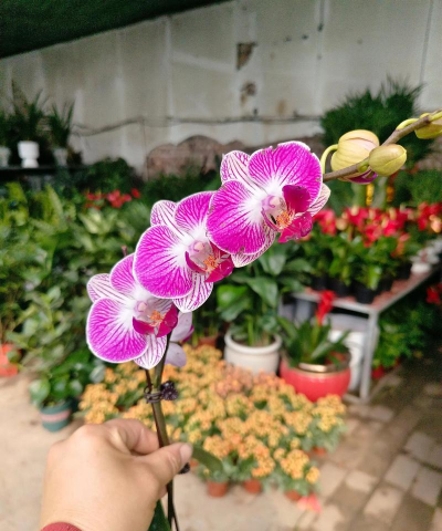 家庭养花用生根粉