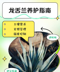 龙舌兰适合怎么养