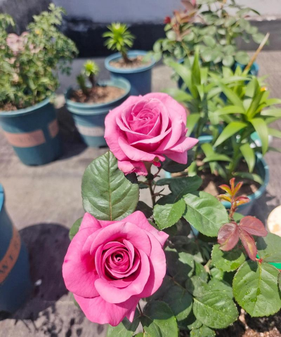 家庭养花用生根粉