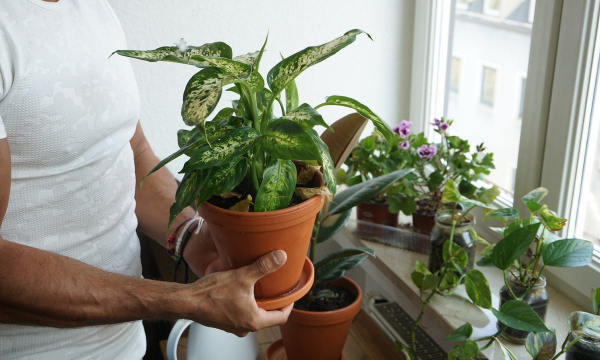 家庭养花用生根粉