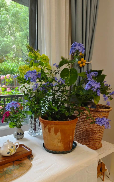 家庭养花用生根粉