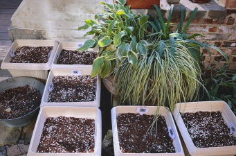 家庭养花用生根粉