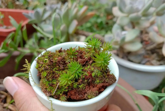 家庭养花用生根粉