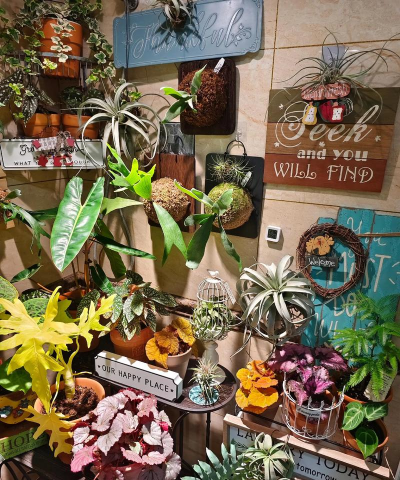 家庭养花用生根粉