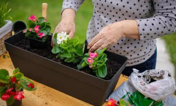 家庭养花用生根粉