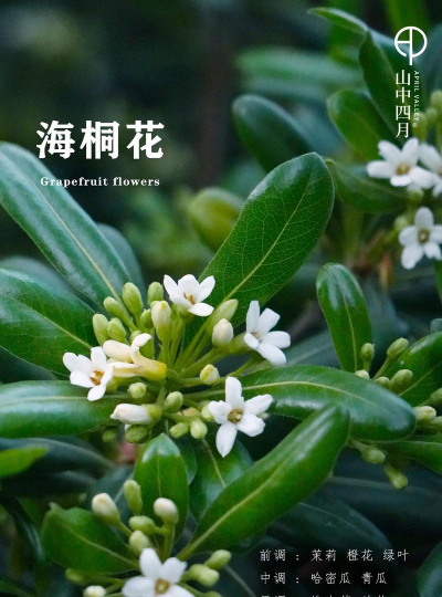 如何让海桐树开花