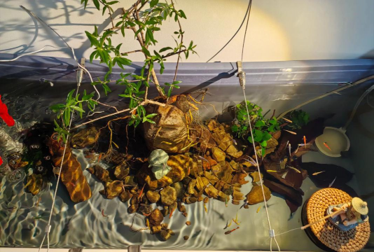 家庭养花用生根粉