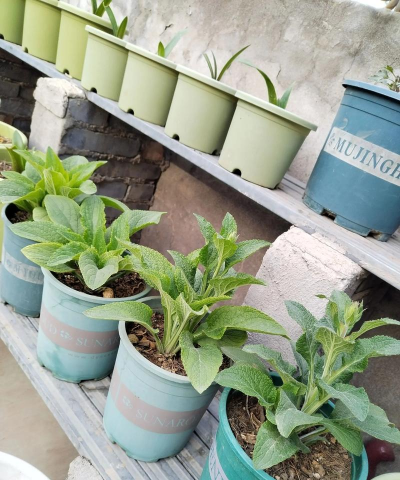 家庭养花用生根粉