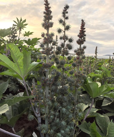 蓖麻做肥料养花