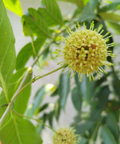 钩藤种植怎么养花