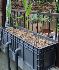 家庭养花用生根粉